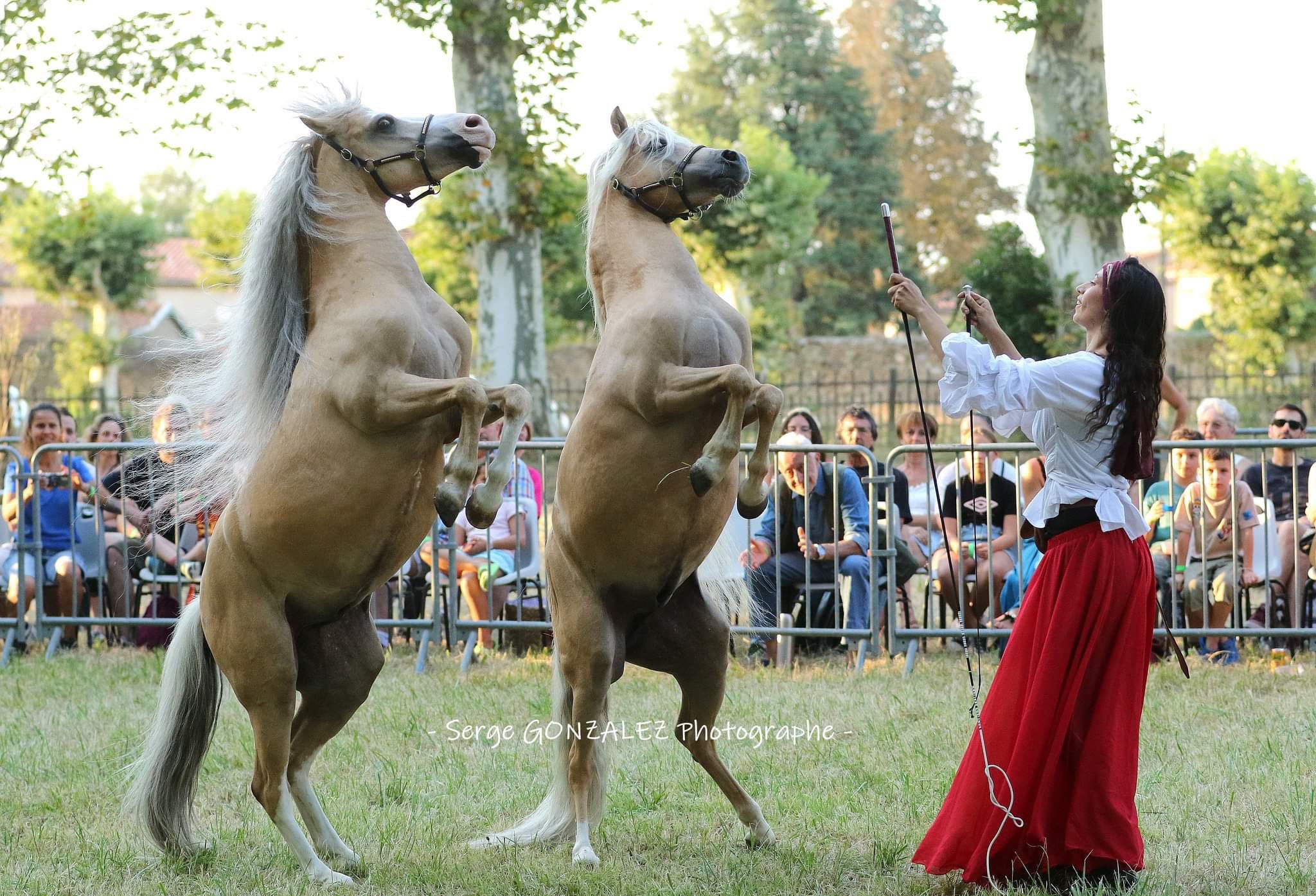 spectacle poney qui cabrent en liberte