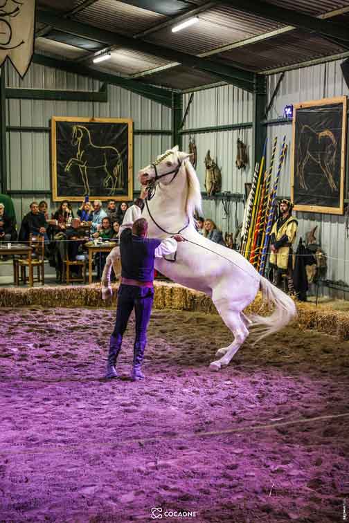 spectacle equestre medieval dans le tarn avec cheval qui cabre